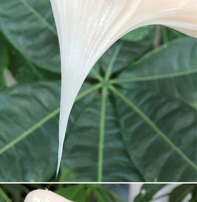 厚い白い不滴リチウム合成SVCとSPRTOリング用潤滑油